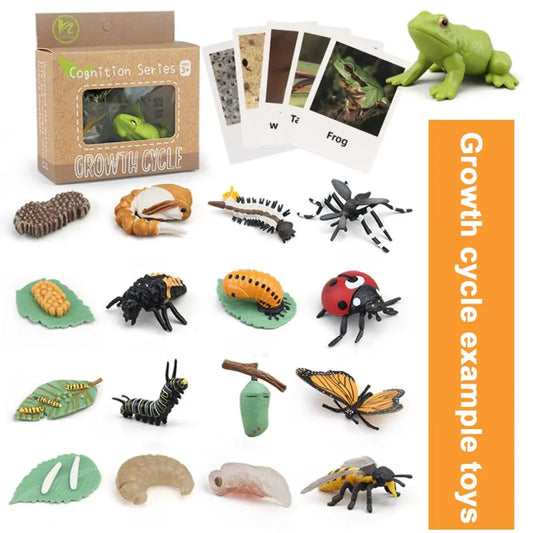 Animal Life Cycle Biology Science Kit Figurines